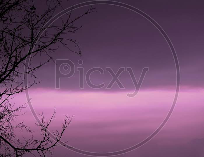 landscape image of sky . purple colour black branch of tree.