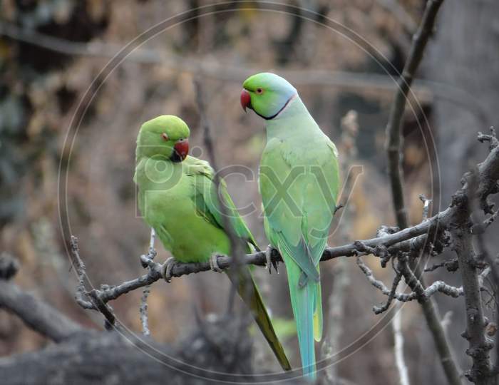 Rose-ringed Parakeet in JNU