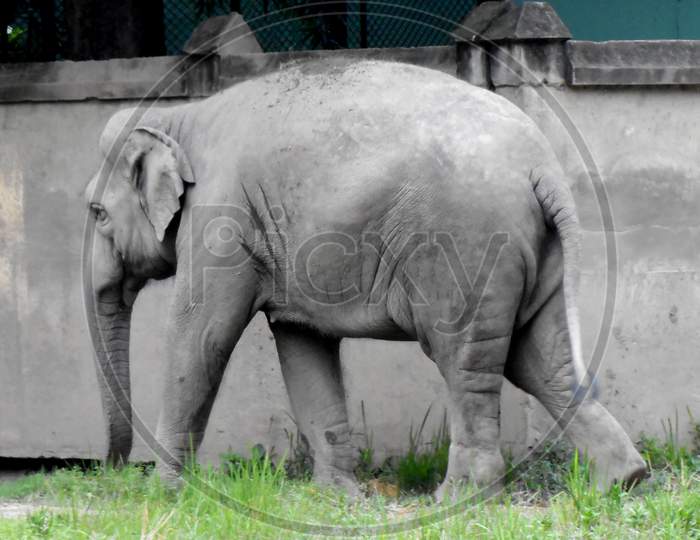 Elephant, Wild animal, Mobile photography