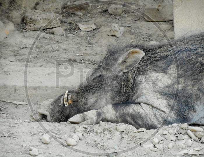 Wild boar resting, Mobile photgraphy