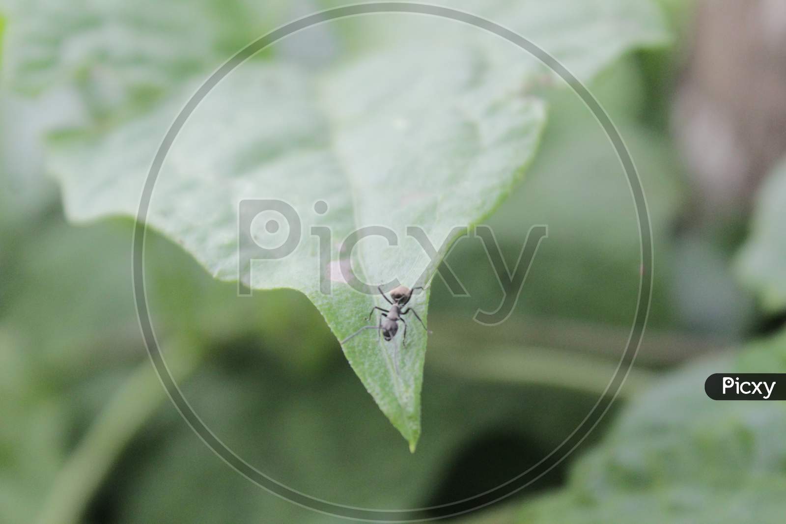 Black ant . Close up One red ant on green leaf and leaf background