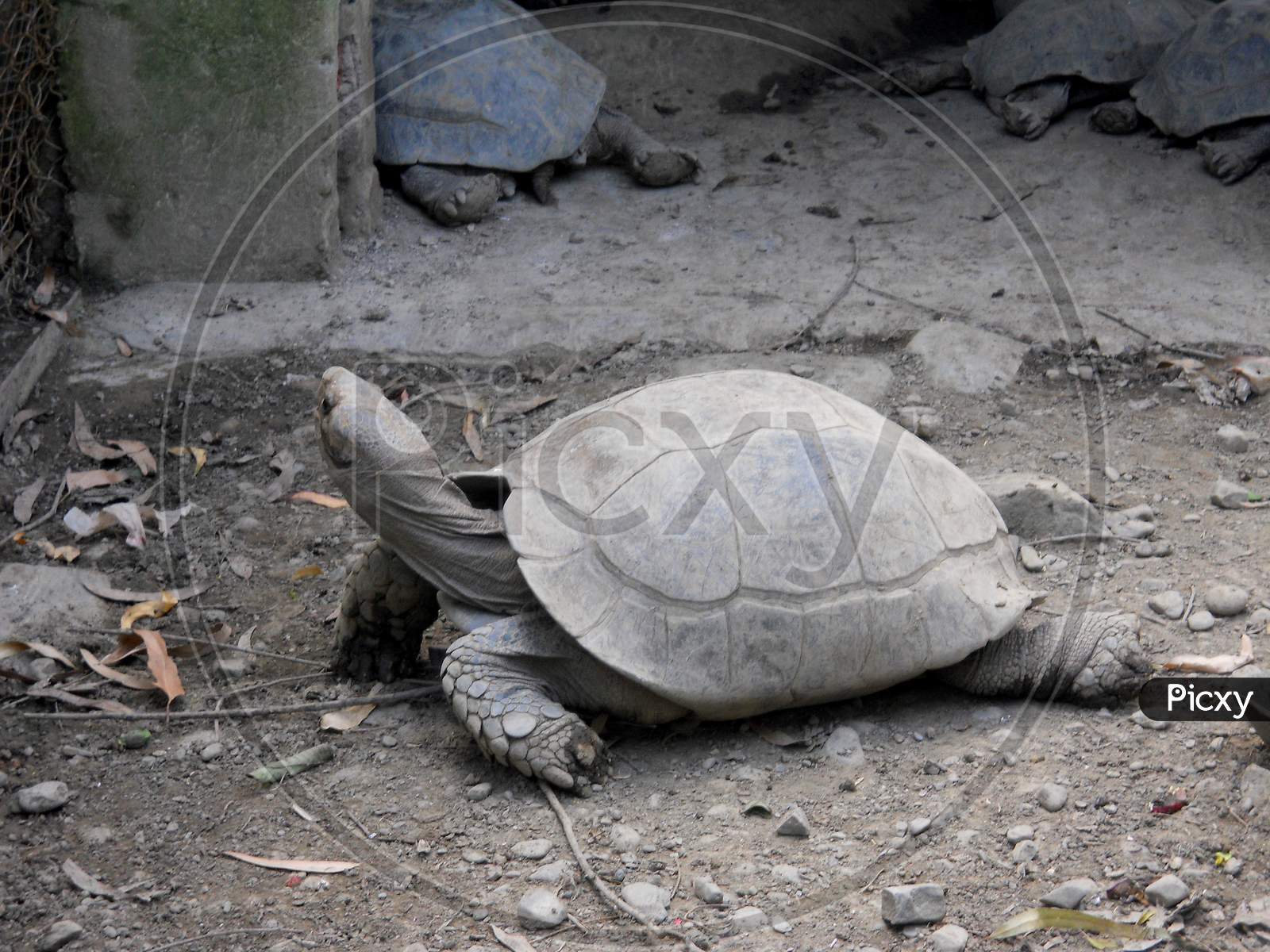 Tortoise, Wild animal, Mobile photography