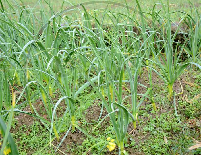 The Ripe Green Garlic Plant Seedlings In The Farm.