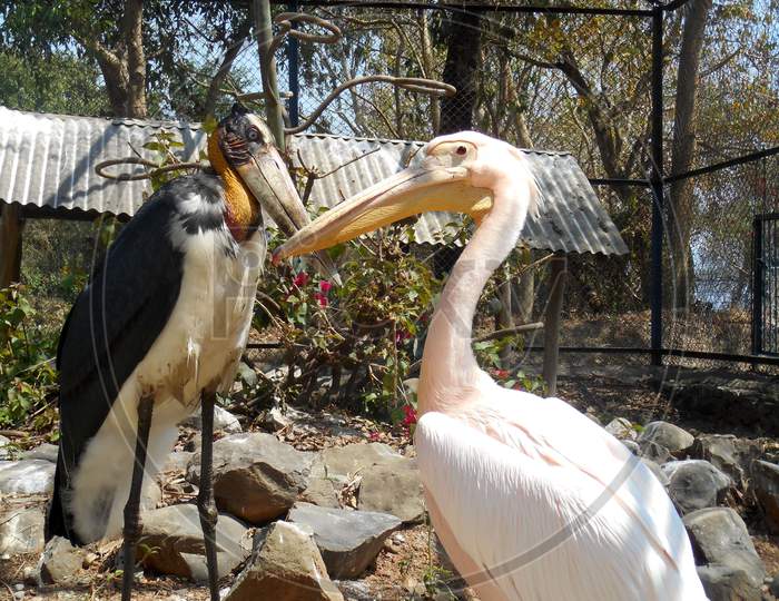 Pelicans, Wild bird, Mobile photography