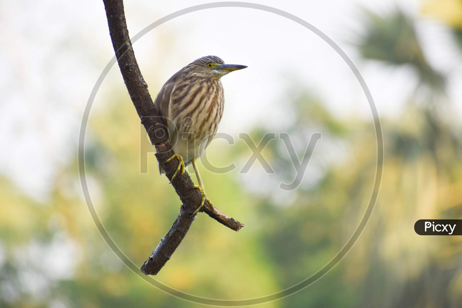 Wildlife Birds Of India .Indian Heron Sitting On Tree Branch Looking Sideways With Green Blur Background.