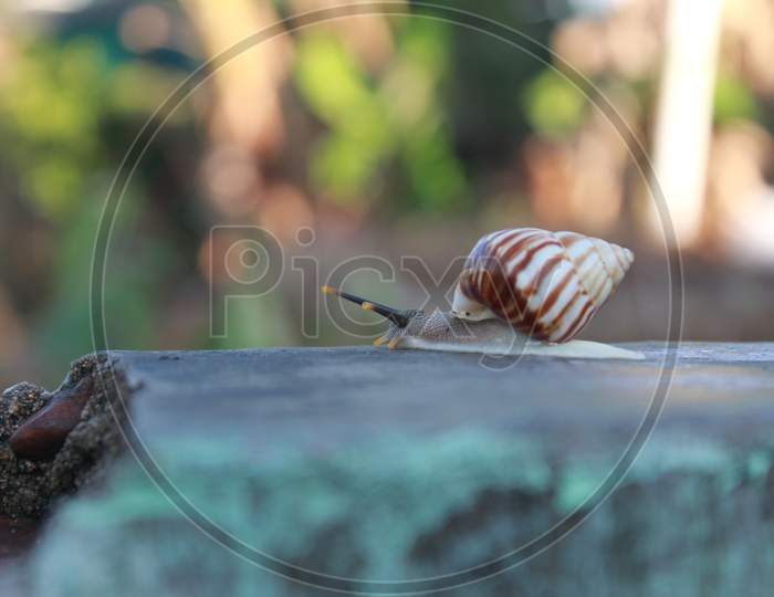 Macro face portrait of chocolate small snail over bright green garden background