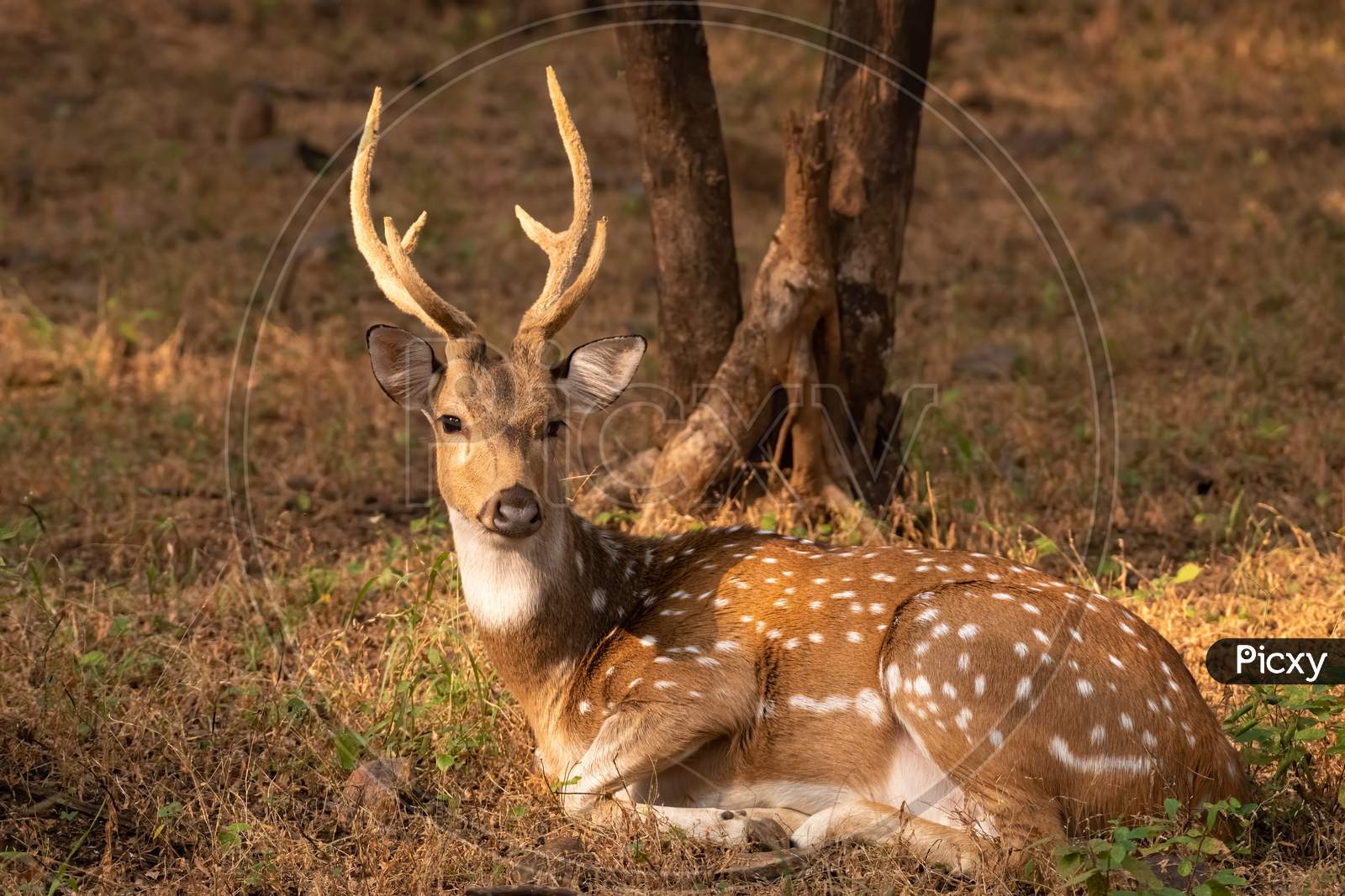 Male Spotted Deer Resting Under A Tree
