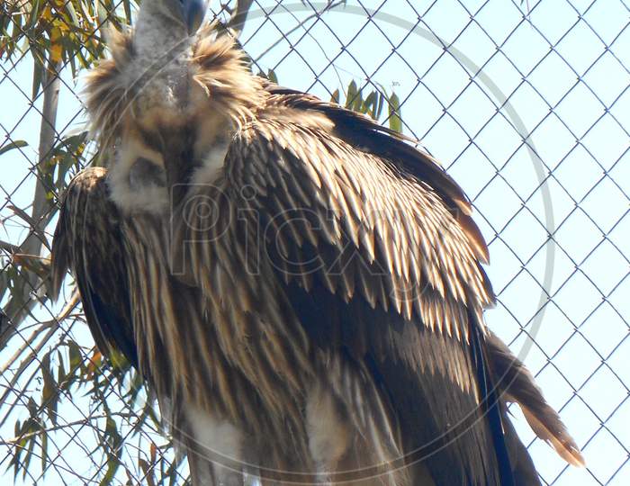 Vulture, Wild bird, Mobile photography