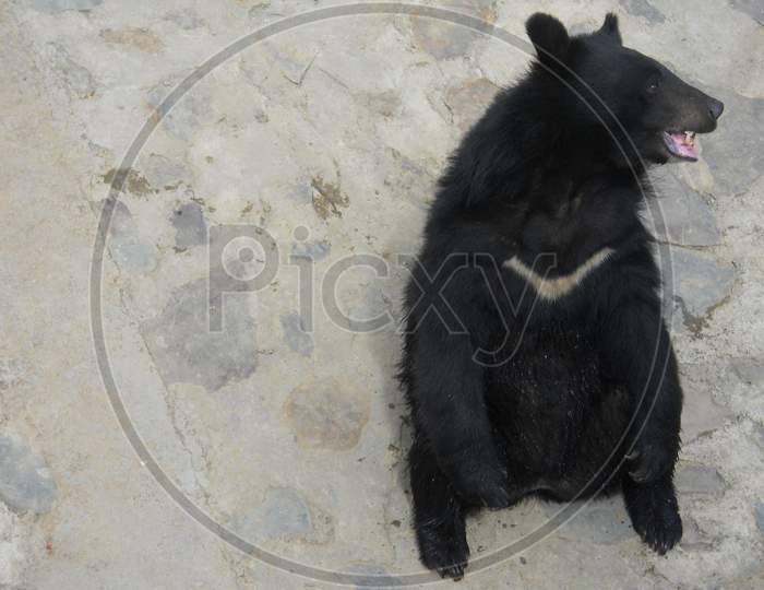 Bear, Happy, Wild animal, Mobile photography