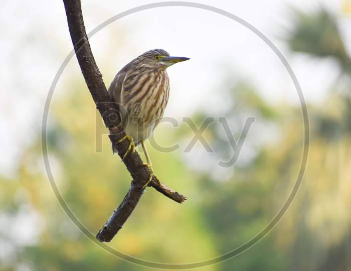 Wildlife Birds Of India .Indian Heron Sitting On Tree Branch Looking Sideways With Green Blur Background.