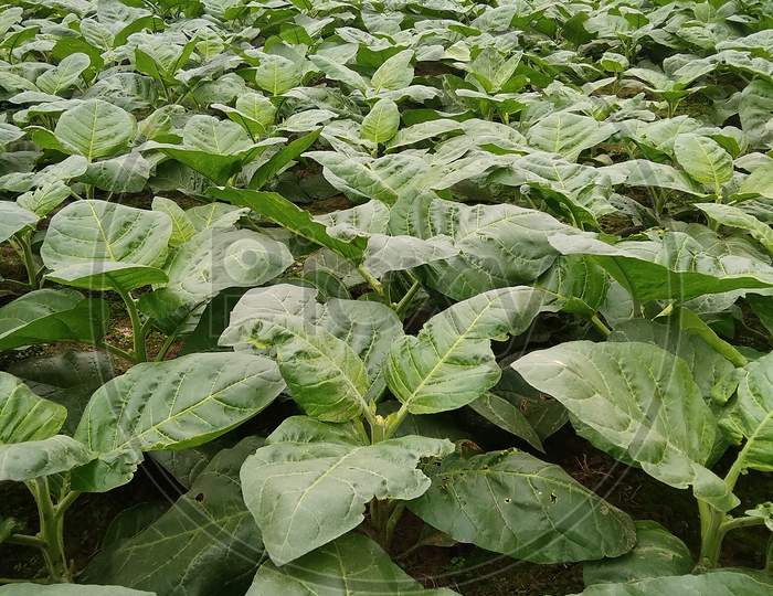 Tobacco leaf