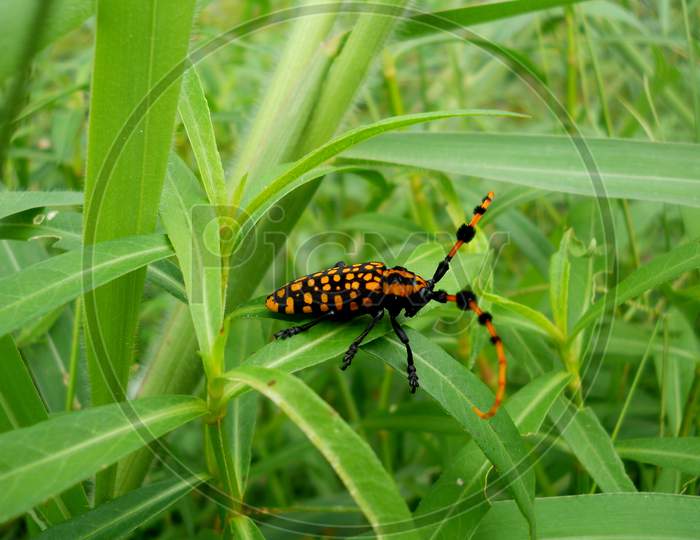 Beautiful Beetle Bug, Manipur Zoo, Mobile Photography