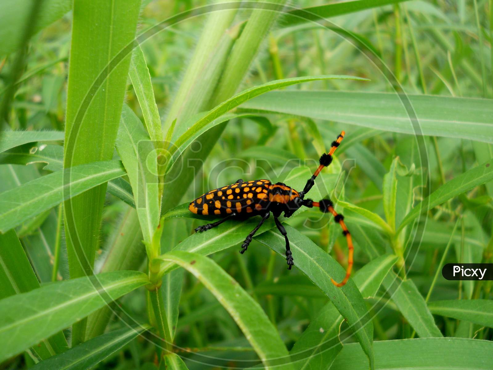 Beautiful Beetle Bug, Manipur Zoo, Mobile Photography