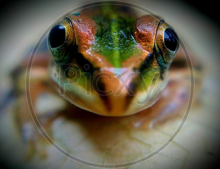 Beautiful frog having beautiful eye