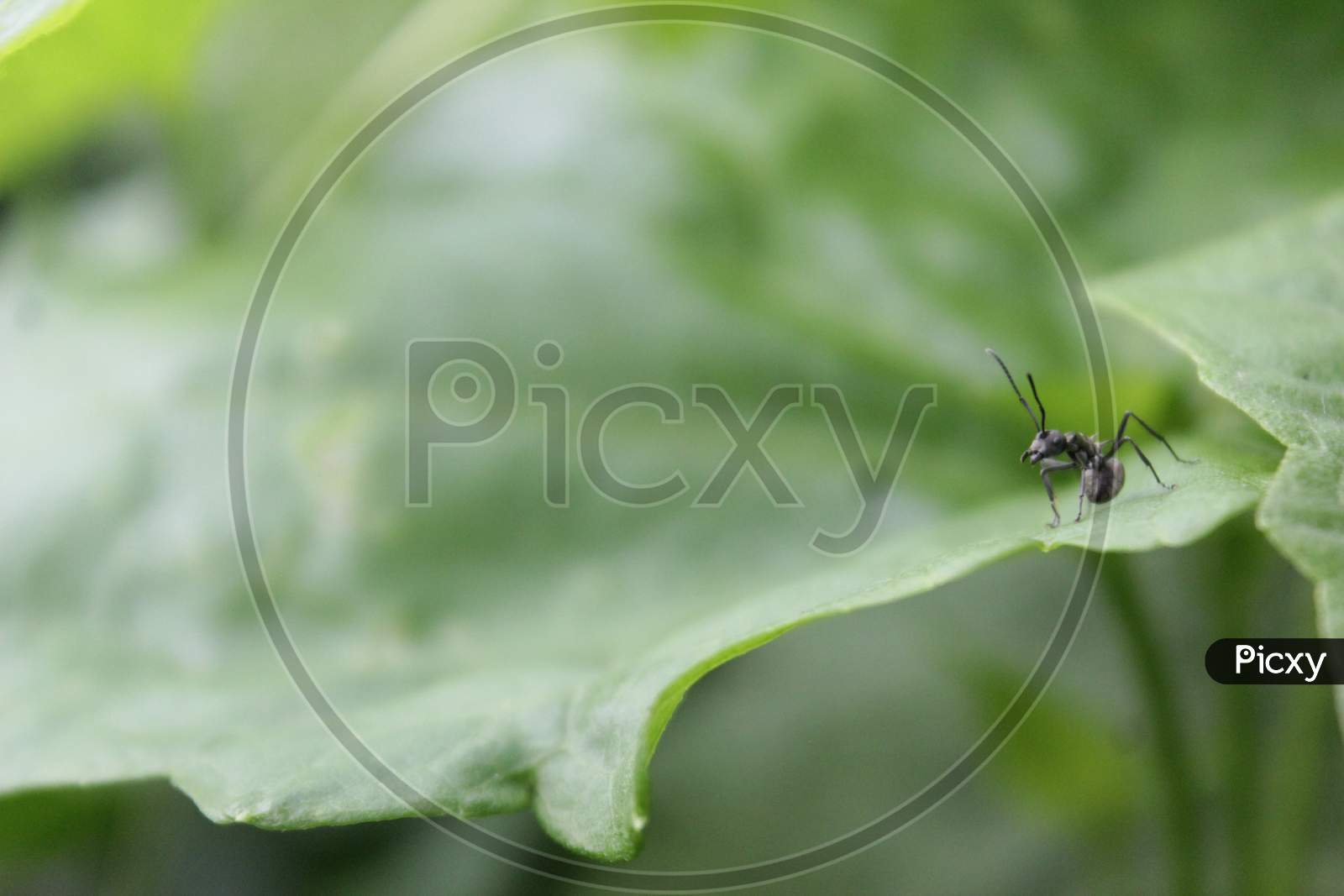Black ant . Close up One red ant on green leaf and leaf background