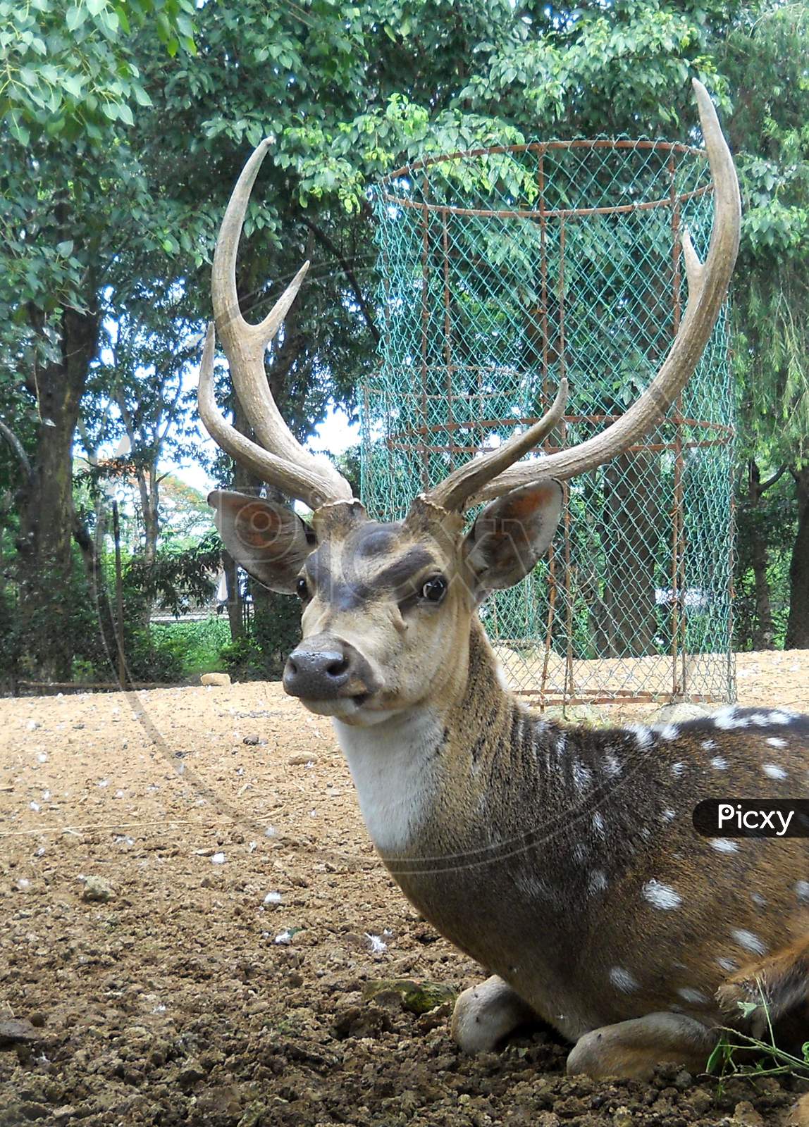 Deer, Wild animal, Mobile photography