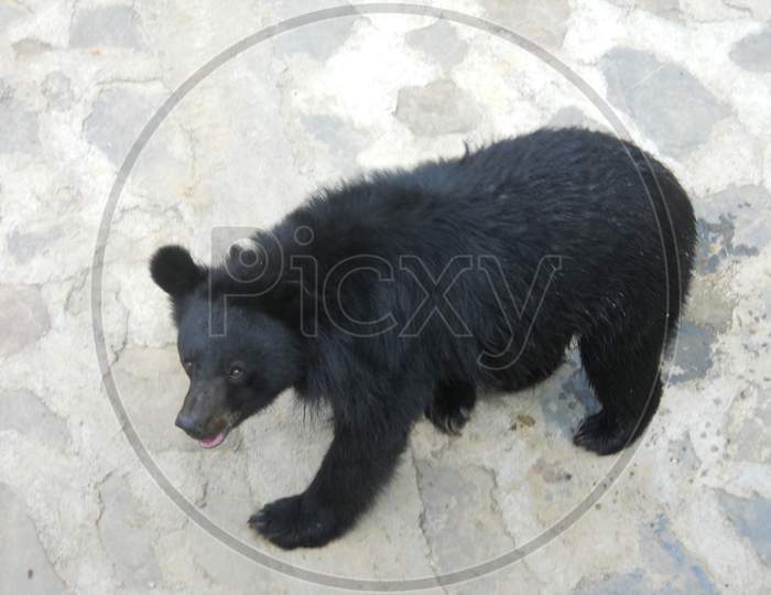 Bear, Wild animal, Mobile photography