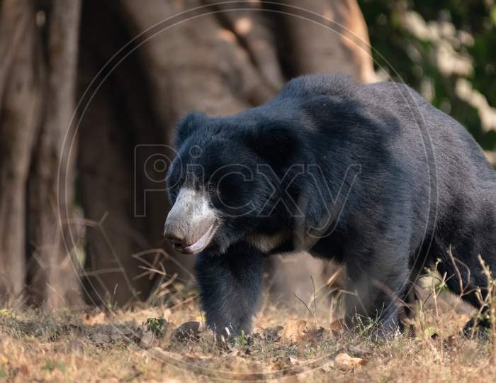 Sloth Bear Roaming In The Forest