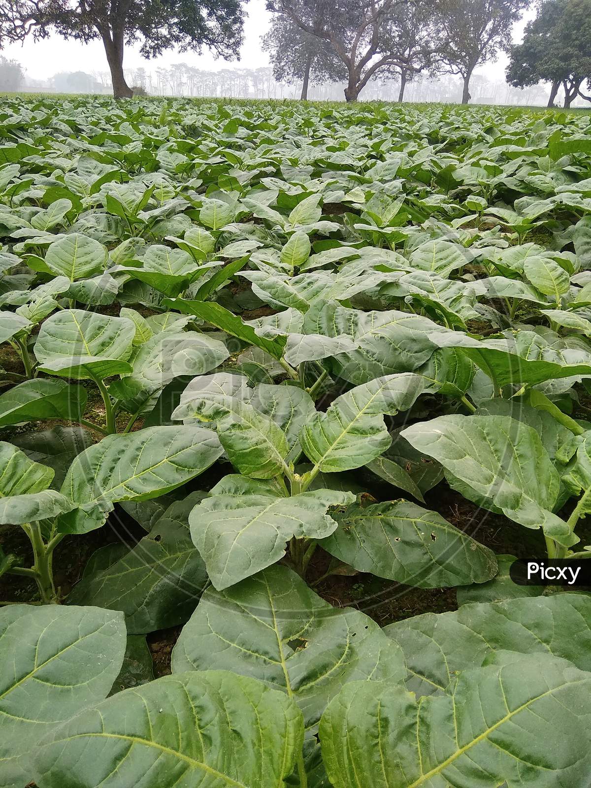Tobacco plants,tambaku