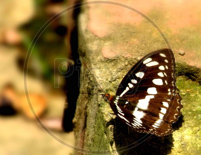 Butterfly, Mobile photography