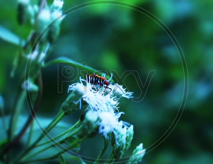 beetle perch on leaves. flower . beautiful background.