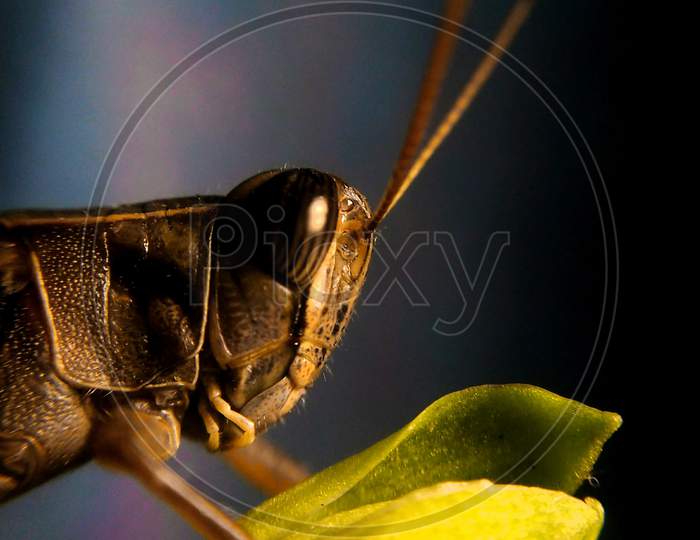Grasshopper on tuberose bud