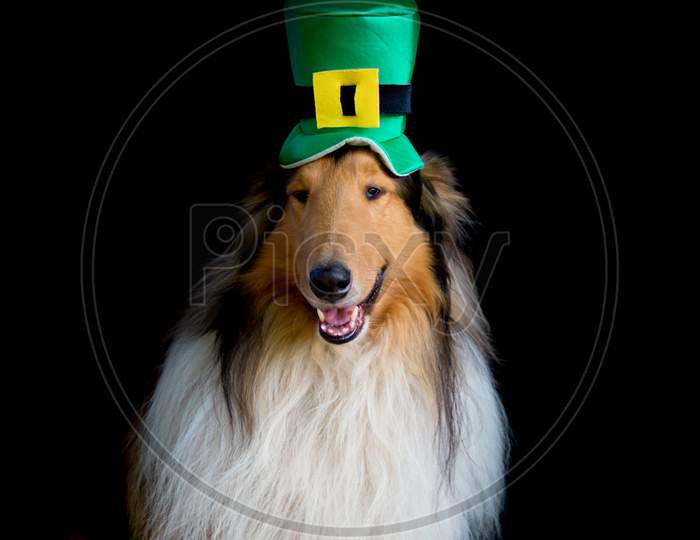 Portrait Of A Rough Collie Dog With Saint Patrick'S Day Top Hat Isolated On Black Background