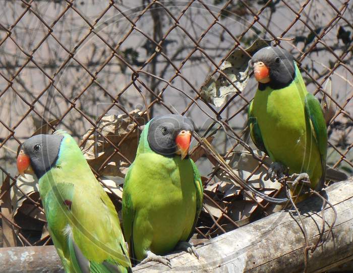 Parrot, Bird, Mobile photography