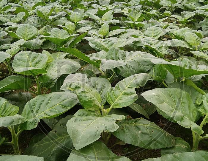 Tobacco plants,tambaku