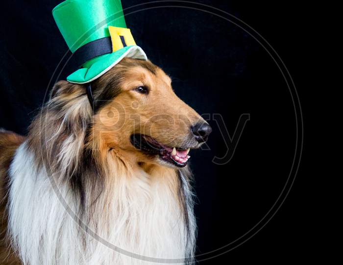 Portrait Of A Rough Collie Dog With Saint Patrick'S Day Top Hat Isolated On Black Background