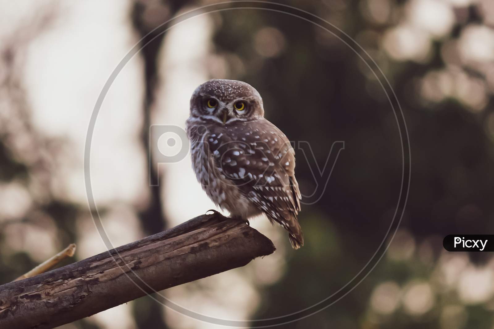 Portrait of a great horned owl sitting on a branch of a tree with bokeh background