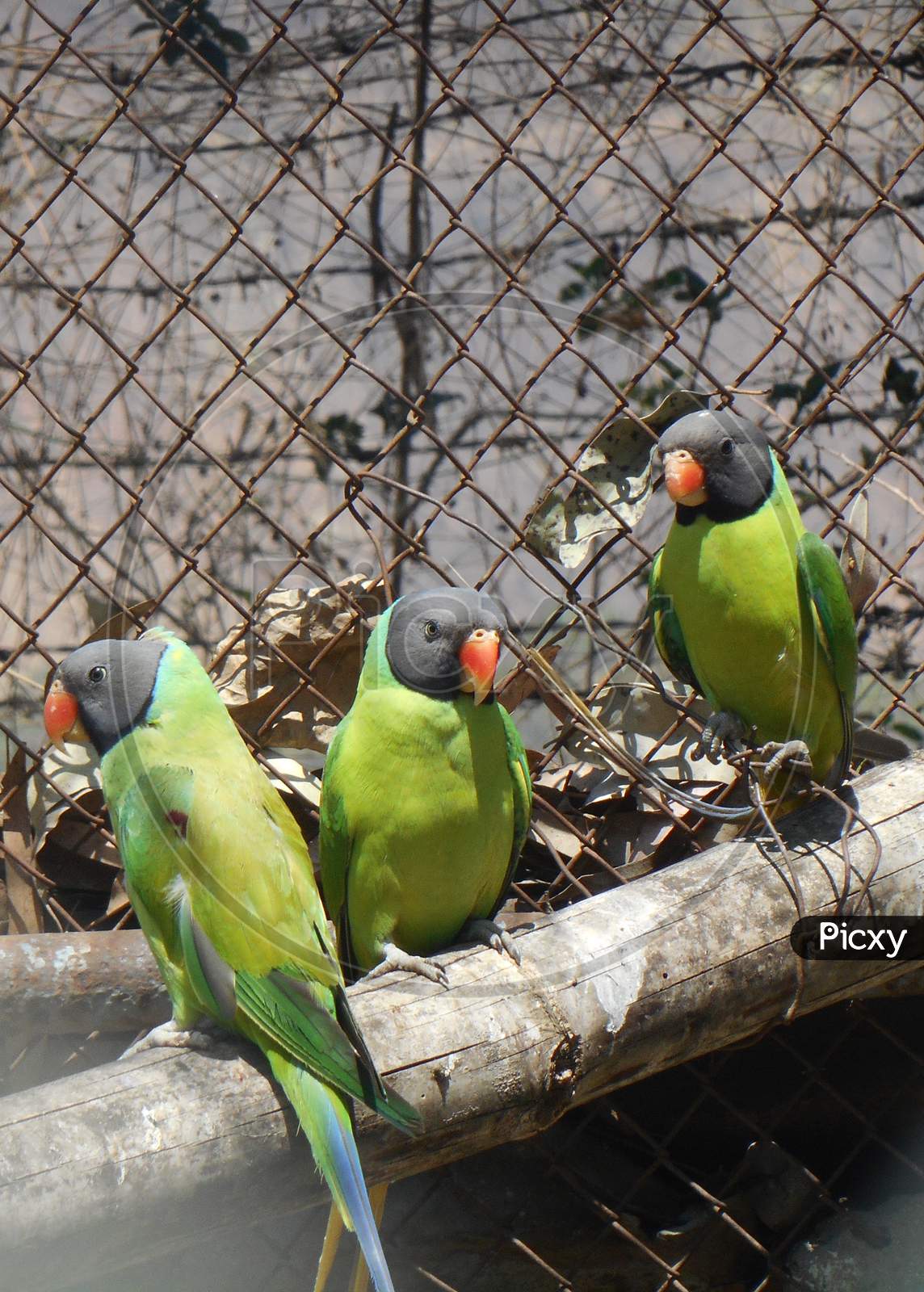 Parrot, Bird, Mobile photography