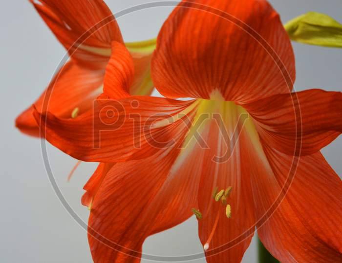 Beautiful and bright orange amaryllis buds bloomed this winter. Speckled flowers growing from a bulb in a crimson, pink pot.