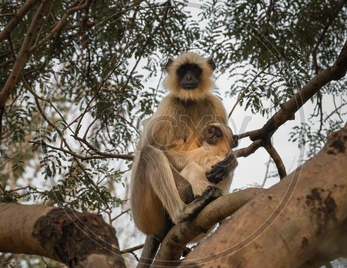 Mother And Infant Grey Langur