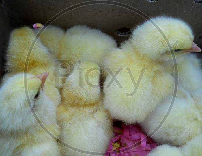 Chicks, Hen, Mobile photography