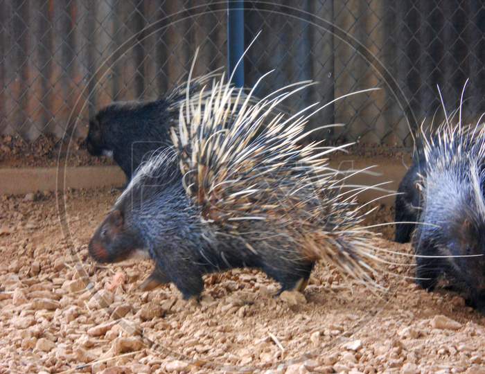 Porcupine, Wild animal, Mobile photography