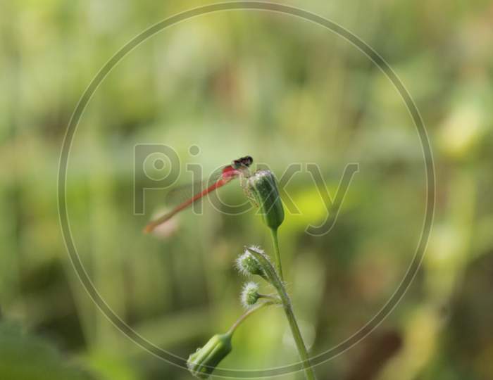 Red Dragonfly, Outdoor, Macro, Natural, Beautiful, Wallpaper .
