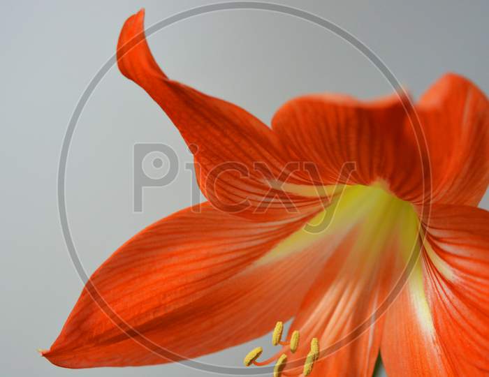 Beautiful and bright orange amaryllis buds bloomed this winter. Speckled flowers growing from a bulb in a crimson, pink pot.