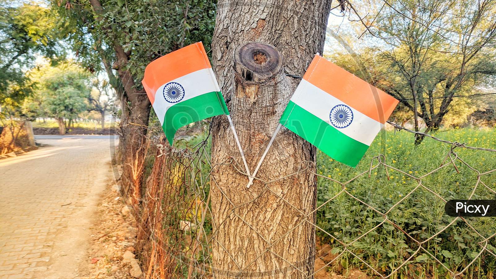 Beautiful View Of Two Tringa Or National Flag With Plastic Flagpole. Closeup Of Glorious Tricolor With 24 Spoke.