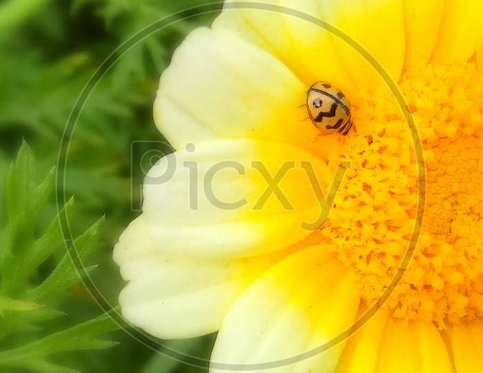 Flower, Lady Bug, Mobile photography
