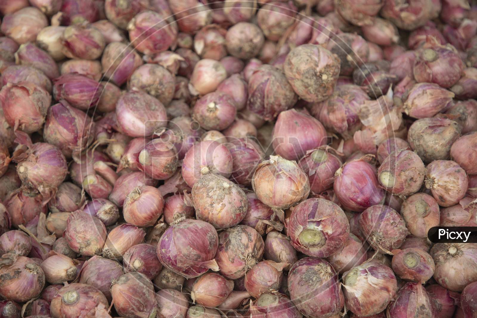 Natural Organic red onion background