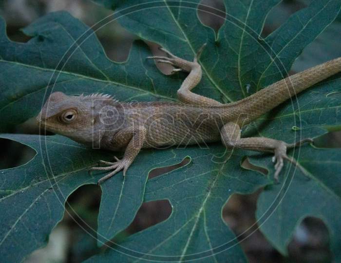 Chameleon Full Body Image , In This Image Chameleon Is Sitting In The Big Papaya Leaf , It Is Found In India