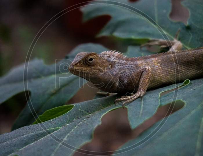 Half Body Size Of Chameleon Image In This Image It Is Sitting Alone