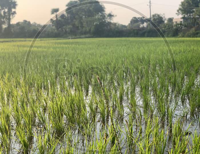 Paddy agriculture