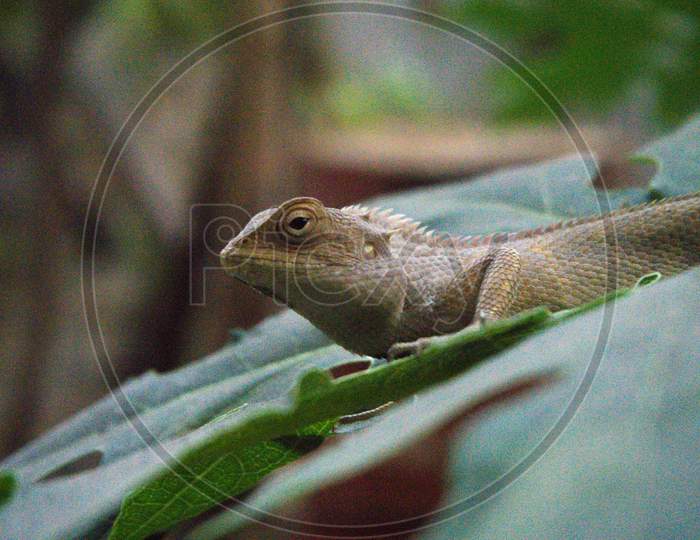 Chameleon Image , In This Image Chameleon Is Looking Forward And Sitting In The Plant Leaf