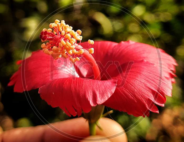 Hibiscus flower , beautiful red Hibiscus flower