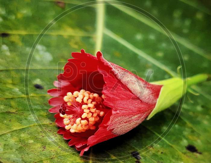 Hibiscus flower , beautiful red Hibiscus flower