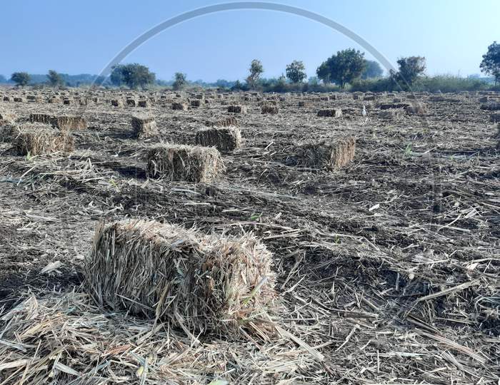sugarcane filed after harvesting