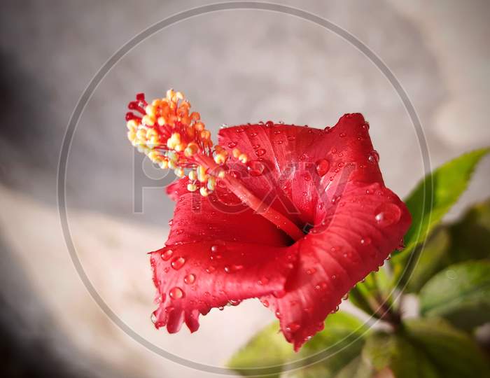 hibiscus flower, water drop on hibiscus flower,red hibiscus