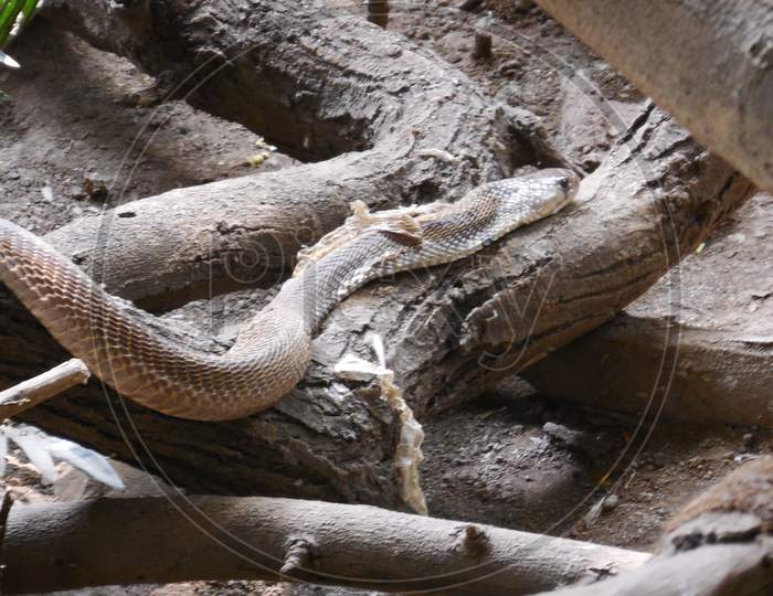 Snake Ecdysis